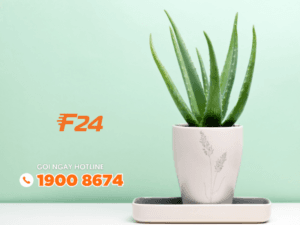 bo tri cay xanh phong ngu