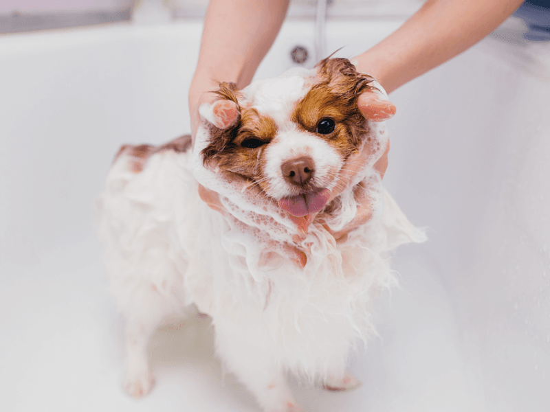 vệ sinh th&uacute; cưng