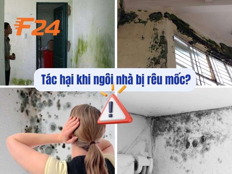 Chống thấm chống rêu mốc bằng SIKAGARD 905W - Chống thấm triệt để 1 Tác hại khi ngôi nhà bị rêu mốc?