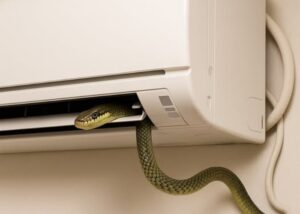 rắn chui vào máy lạnh