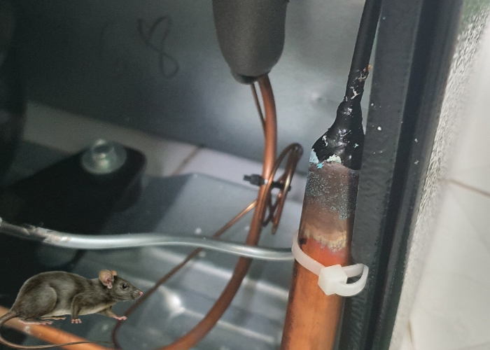 chuột cắn ống đồng m&aacute;y lạnh