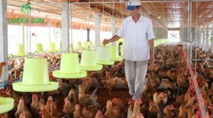 Ảnh hưởng mùi hôi chuồng trại