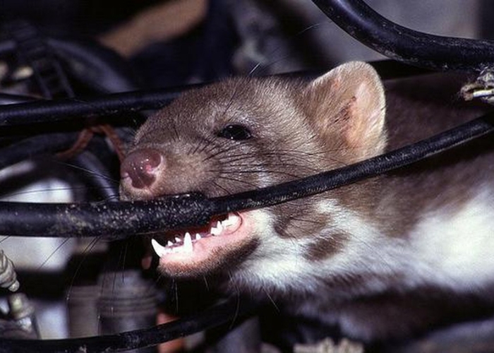 Chuột cắn gây ra nguyên nhân rò rỉ điện Nguyên nhân điện bị rò rỉ