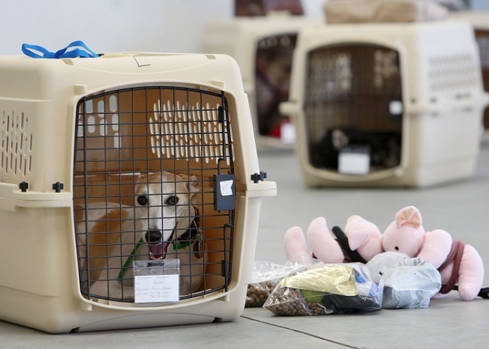 Gửi gắm th&uacute; cưng