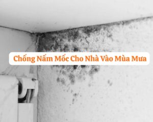 8 Kinh Nghiệm Chống Nấm Mốc Cho Nhà Mùa Mưa Hiệu Quả-compressed